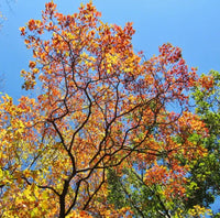 Sassafras Tree