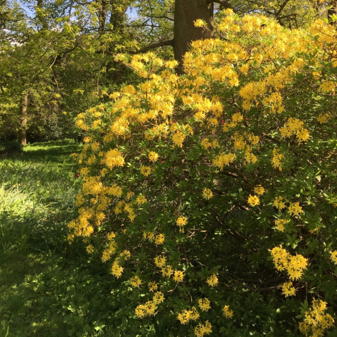 Rhododendron &