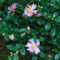 Evergreen Winter’s Star camellia plant in garden