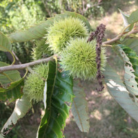 Close view of Chinese Chestnut Tree leaves during the growing season