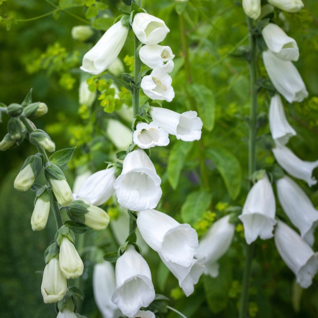 Digitalis purpurea &