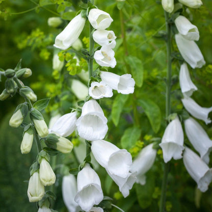 Digitalis purpurea &