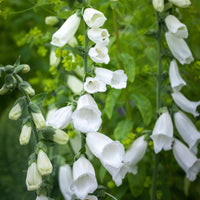 Digitalis purpurea 'Dalmatian White' Foxglove