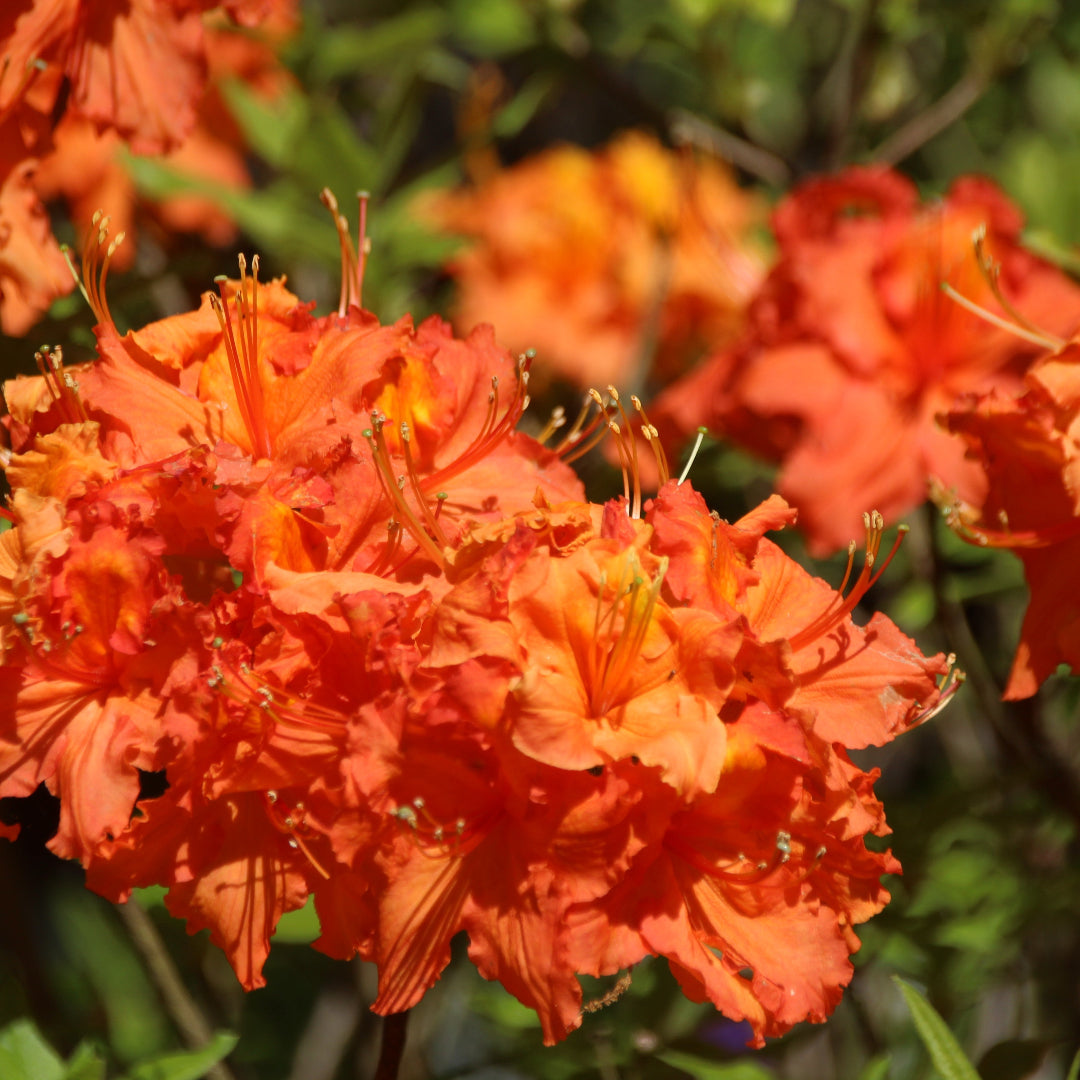 Rhododendron Gibraltar Azalea