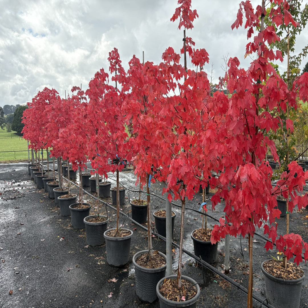 Florida Flame Red Maple Tree