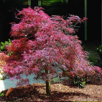Acer palmatum Garnet red laceleaf Japanese maple close up