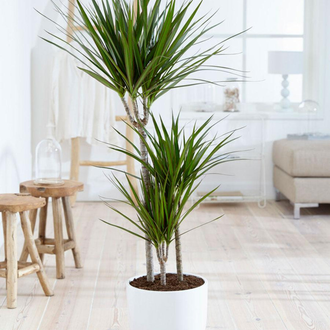 Dracaena Marginata Indoor Plant