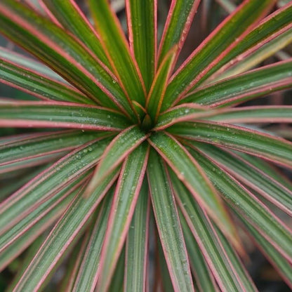 Dracaena Marginata Indoor Plant