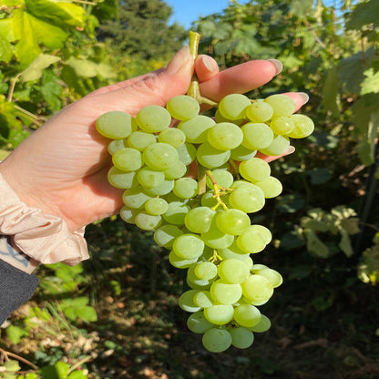 Interlaken Seedless Green Table Grape Vine