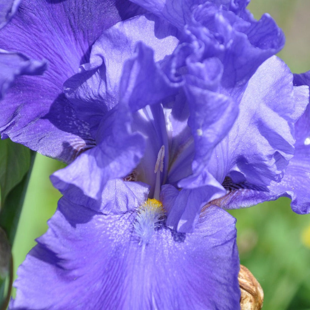Purple-Blue Flower, Petals Edged with White, Blooms In Spring and Again In Fall.
