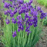 Purple-Blue Flower, Petals Edged with White
