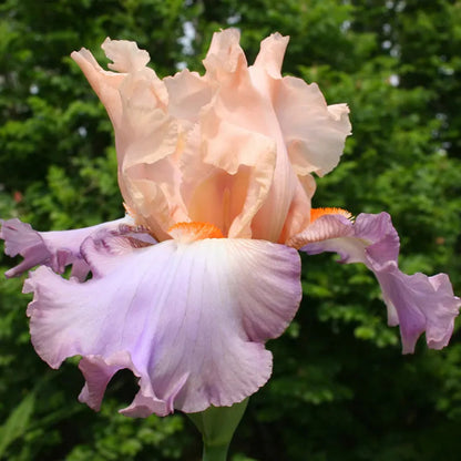 Peach-Pink Standards with Orchid-Violet Falls. Profuse Bloomer.