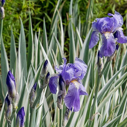 Iris Pallida Albo Variegata - [EG]