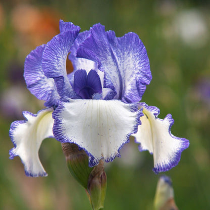 Violet Blue with White Center Zones and Pale Yellow Beard