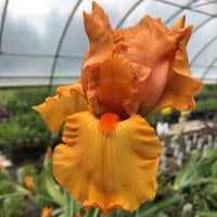 Iris germanica 'Savannah Sunset' - [EG]