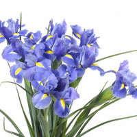 Blue Iris