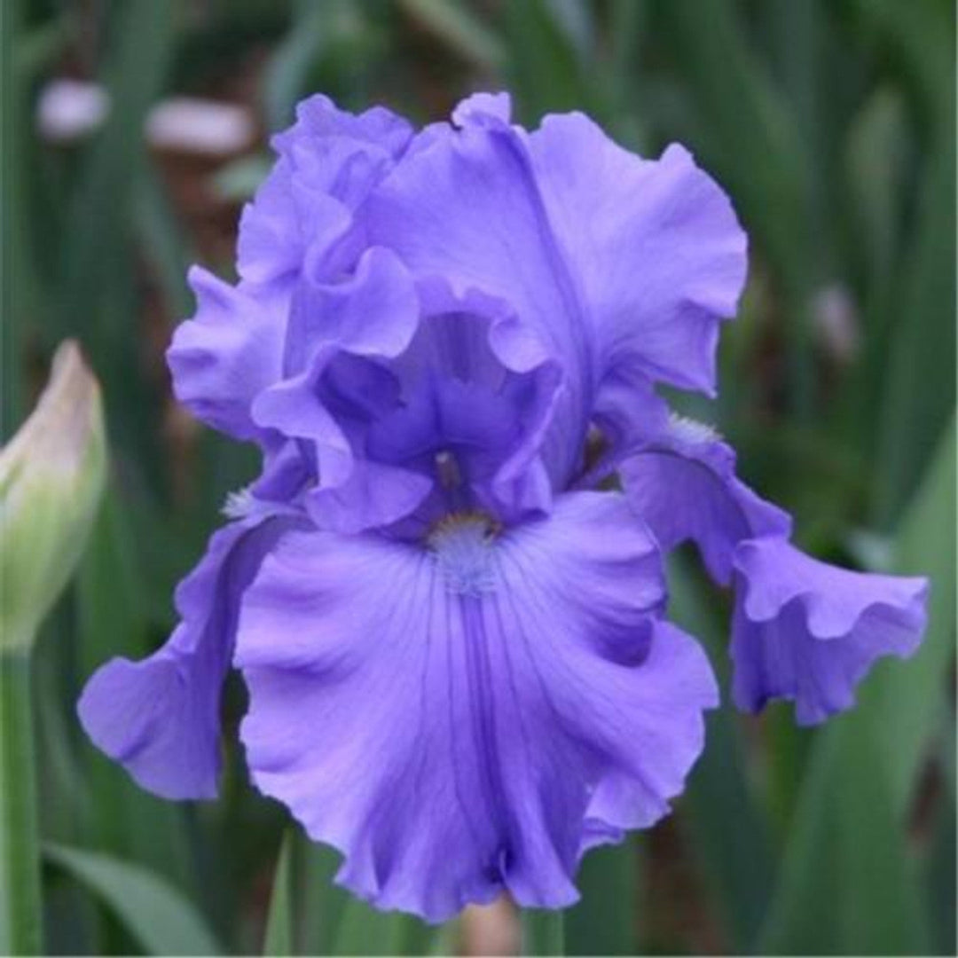 Iris germanica &