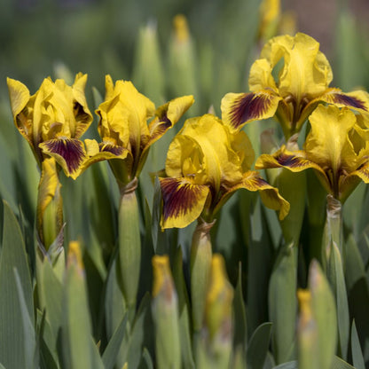 Canary Yellow Standards with Deep Magenta Falls