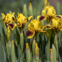 Canary Yellow Standards with Deep Magenta Falls