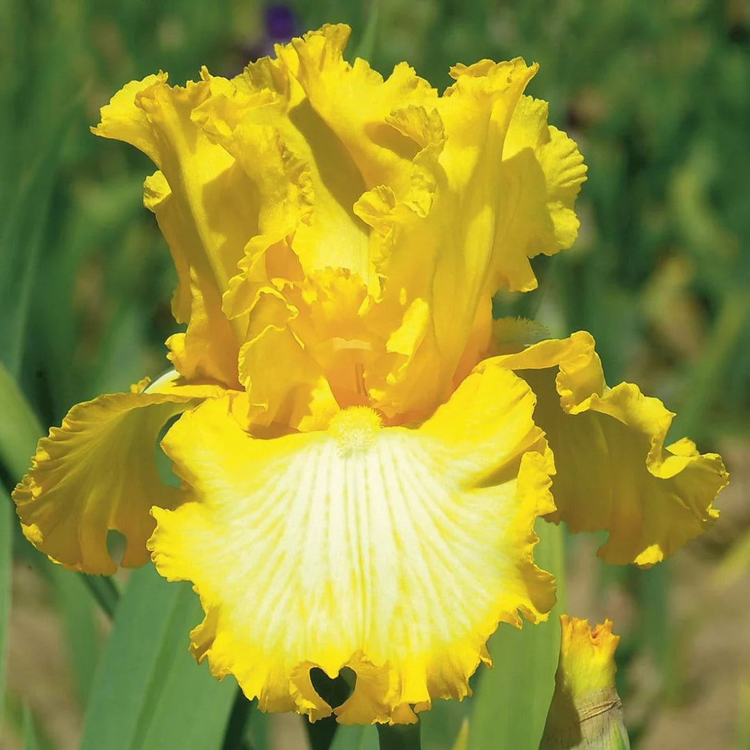 Iris germanica &