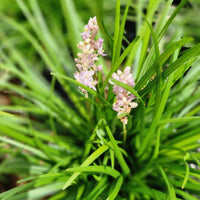 Liriope Isabella Lilyturf with purple blooms