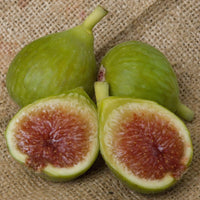 Ischia Fig Tree