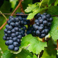 Merlot Grape Plant
