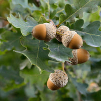 chestnut oak Tree