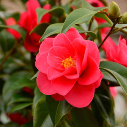 Red Bird Camellia
