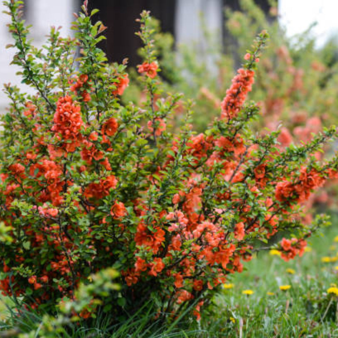 Red flowering quince shrub for garden landscaping display