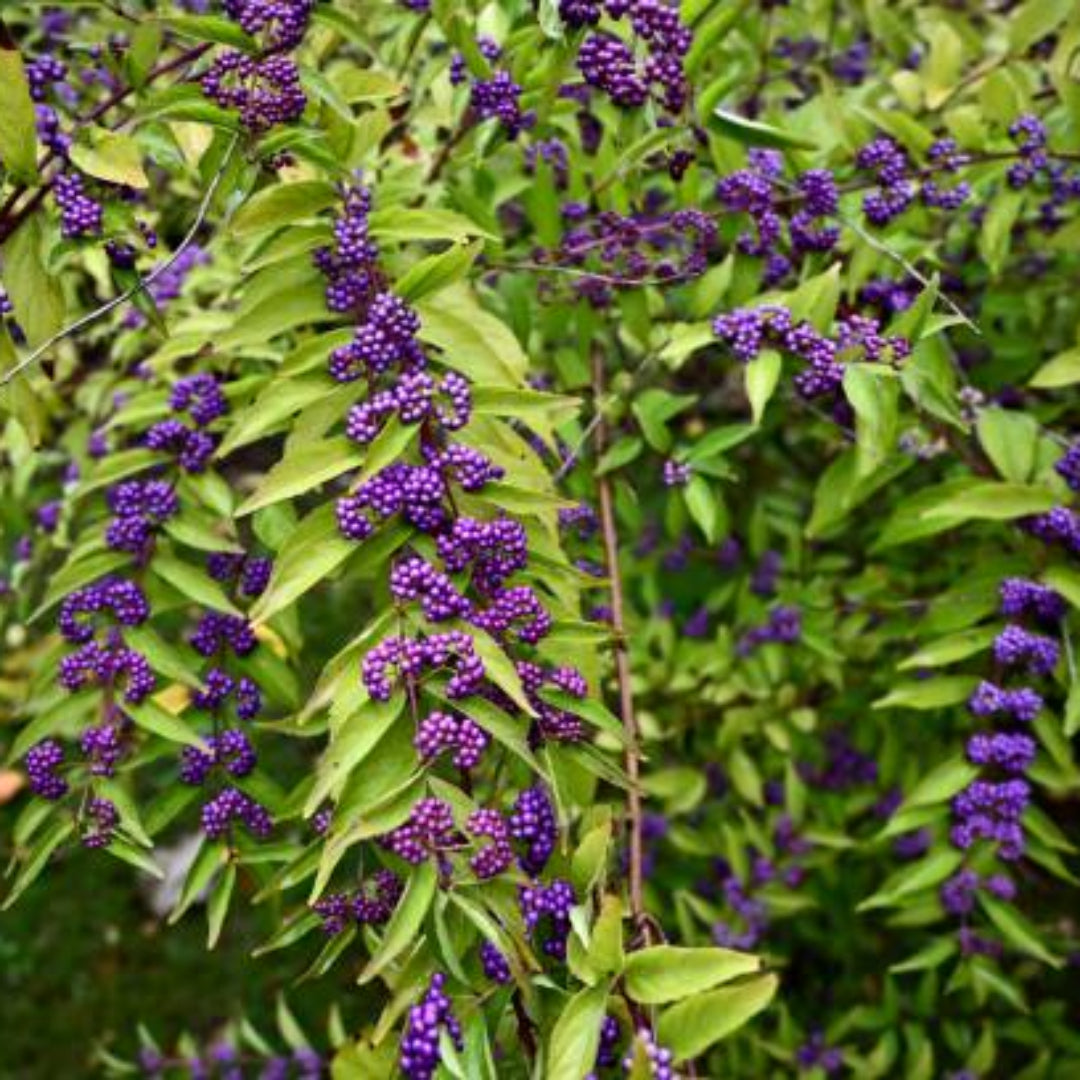 Issai Japanese Beautyberry Shrub With Purple Berries