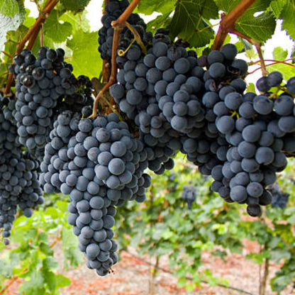 Merlot Grape Plant