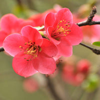 Chaenomeles japonica flowering quince bush in full bloom