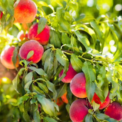 Summer Beauty Nectarine