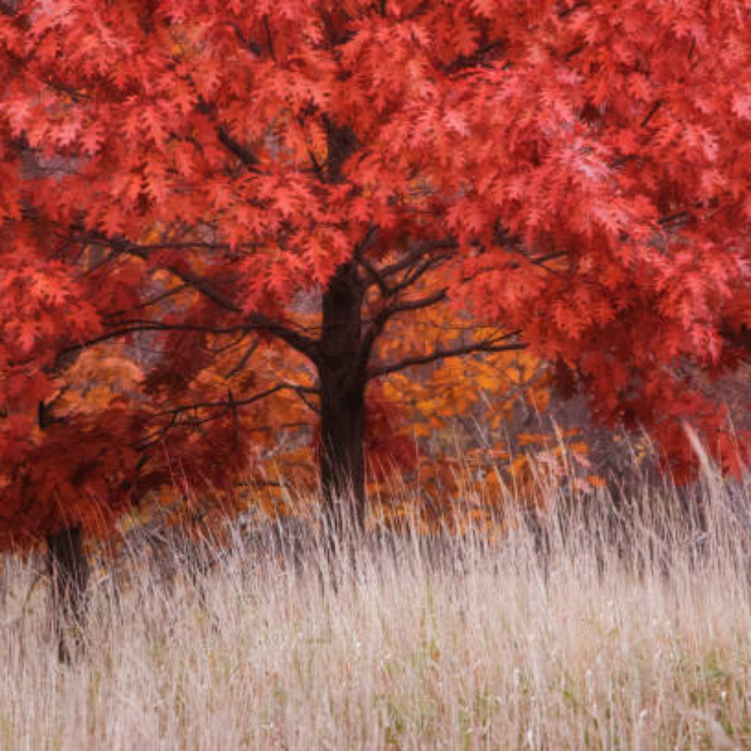 Red Oak Tree