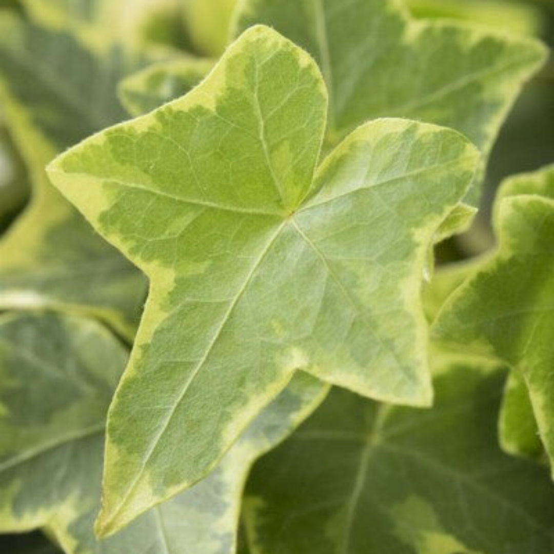 Hedera Helix Gold Child 10 count flat of 4" pots