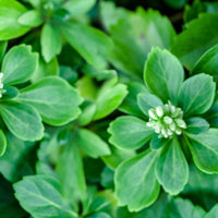 Pachysandra Terminalis plant growing in garden bed