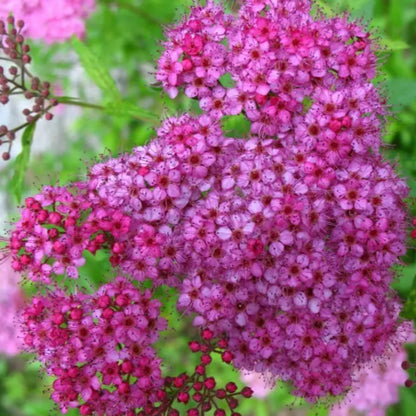 Japanese Spirea Anthony Waterer foliage and flowers