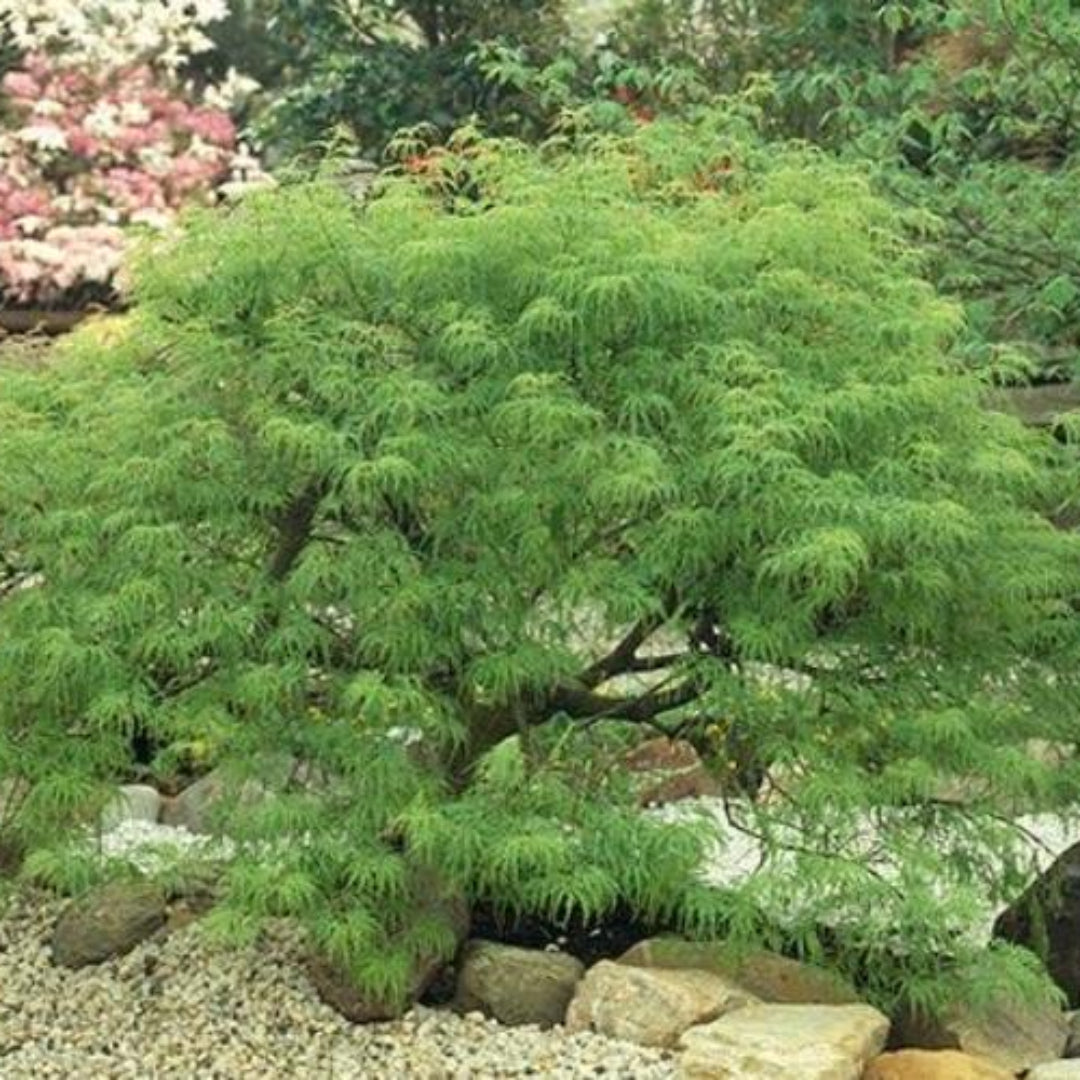 Waterfall Japanese Maple