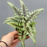 Japanese Painted Fern