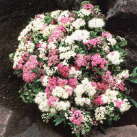 Shirobana Spirea