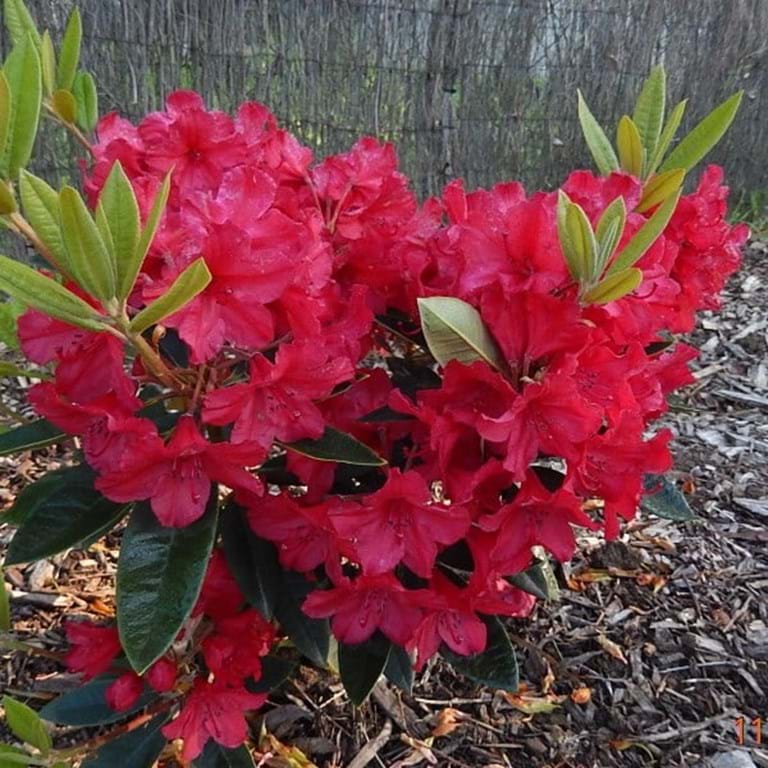 Rhododendron ‘Jean Marie de Montague’