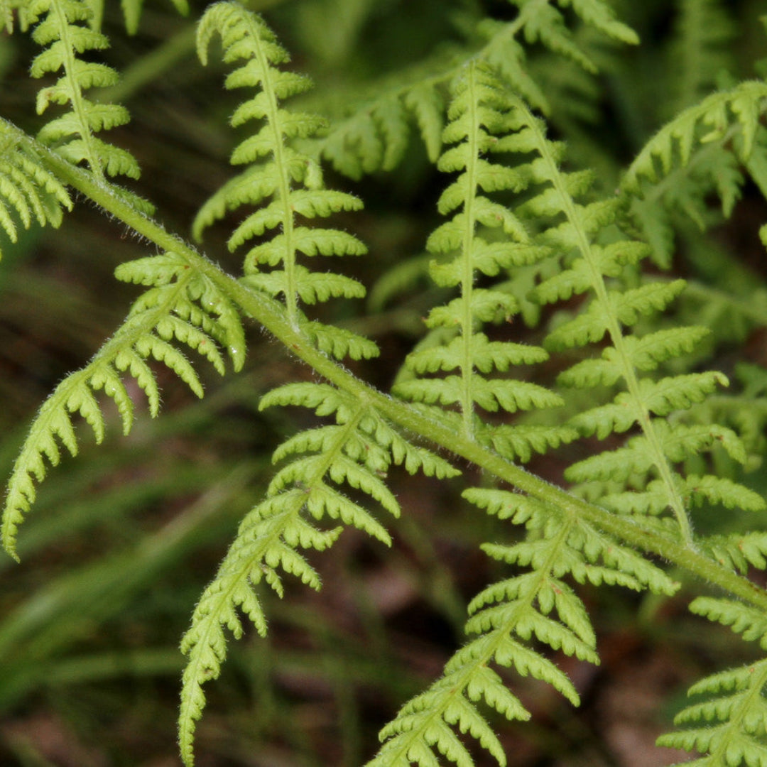 Dennstaedtia Punctilobula Hay Scented Fern