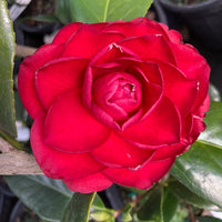 Close-up view of Arctic Rose Camellia showcasing layered rose-pink petals and healthy growth.