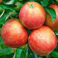 Jona Gold Apple