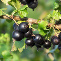 Jostaberry Plant