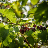 Jostaberry Plant