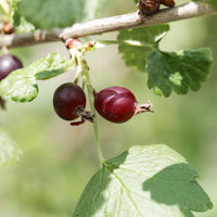 Jostaberry Plant