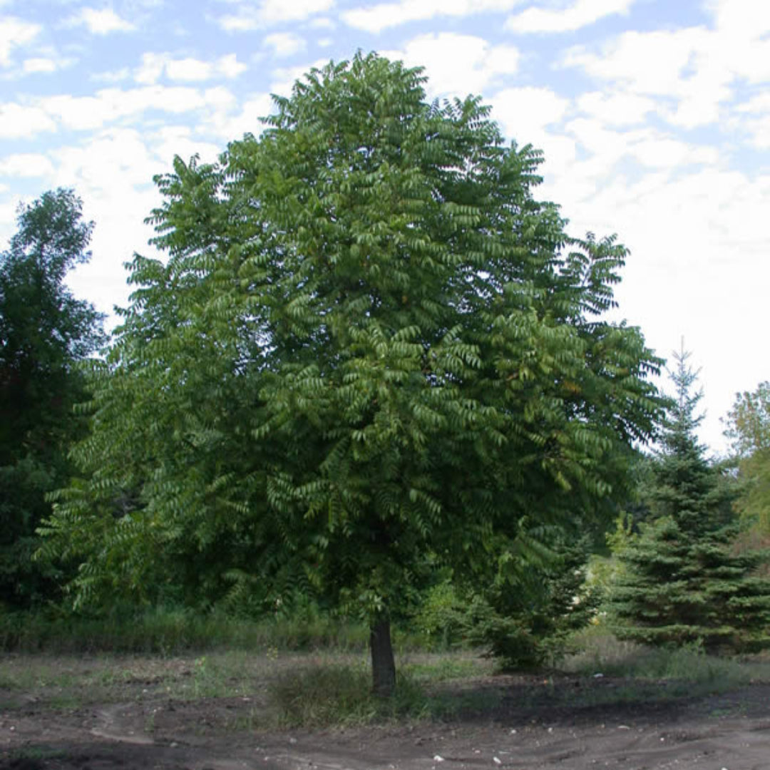 Beautiful Black Walnut with a Round