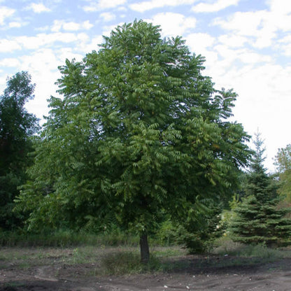 Beautiful Black Walnut with a Round